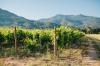 Domaine Clos Capitoro Clos