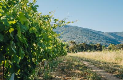 Clos Capitoro
