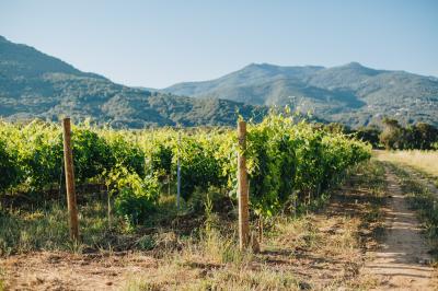 Clos Capitoro