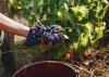Domaine Clos Capitoro Clos
