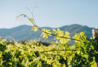 Clos Capitoro