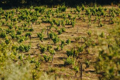 Clos Capitoro